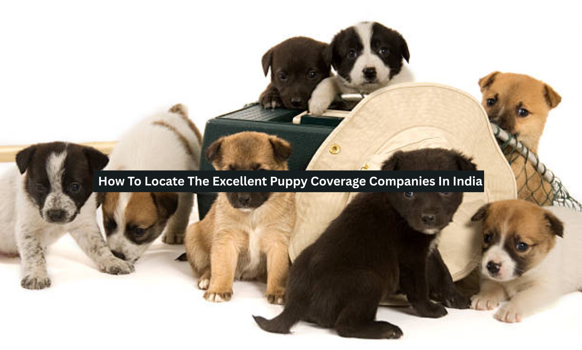 Excellent Puppy Coverage