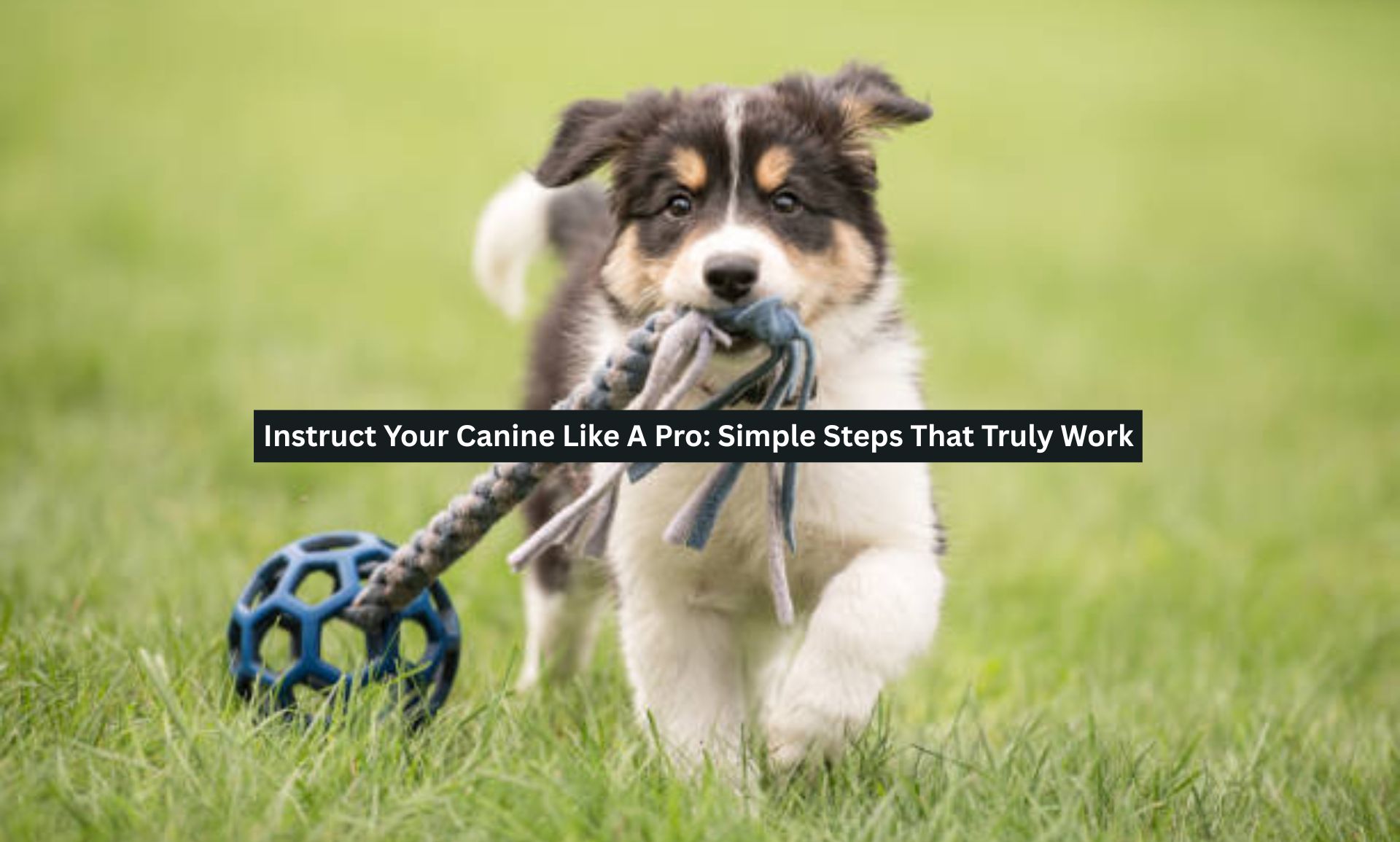 Instruct Your Canine Like A Pro