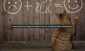 Interesting Facts Approximately Cats