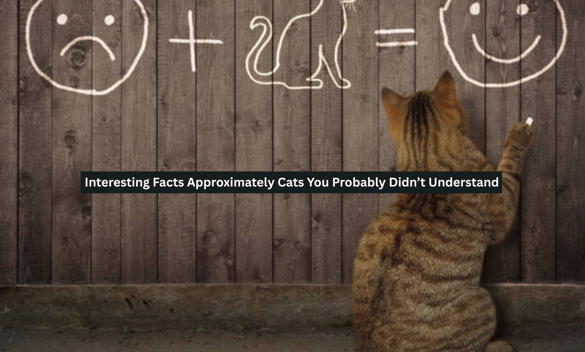 Interesting Facts Approximately Cats
