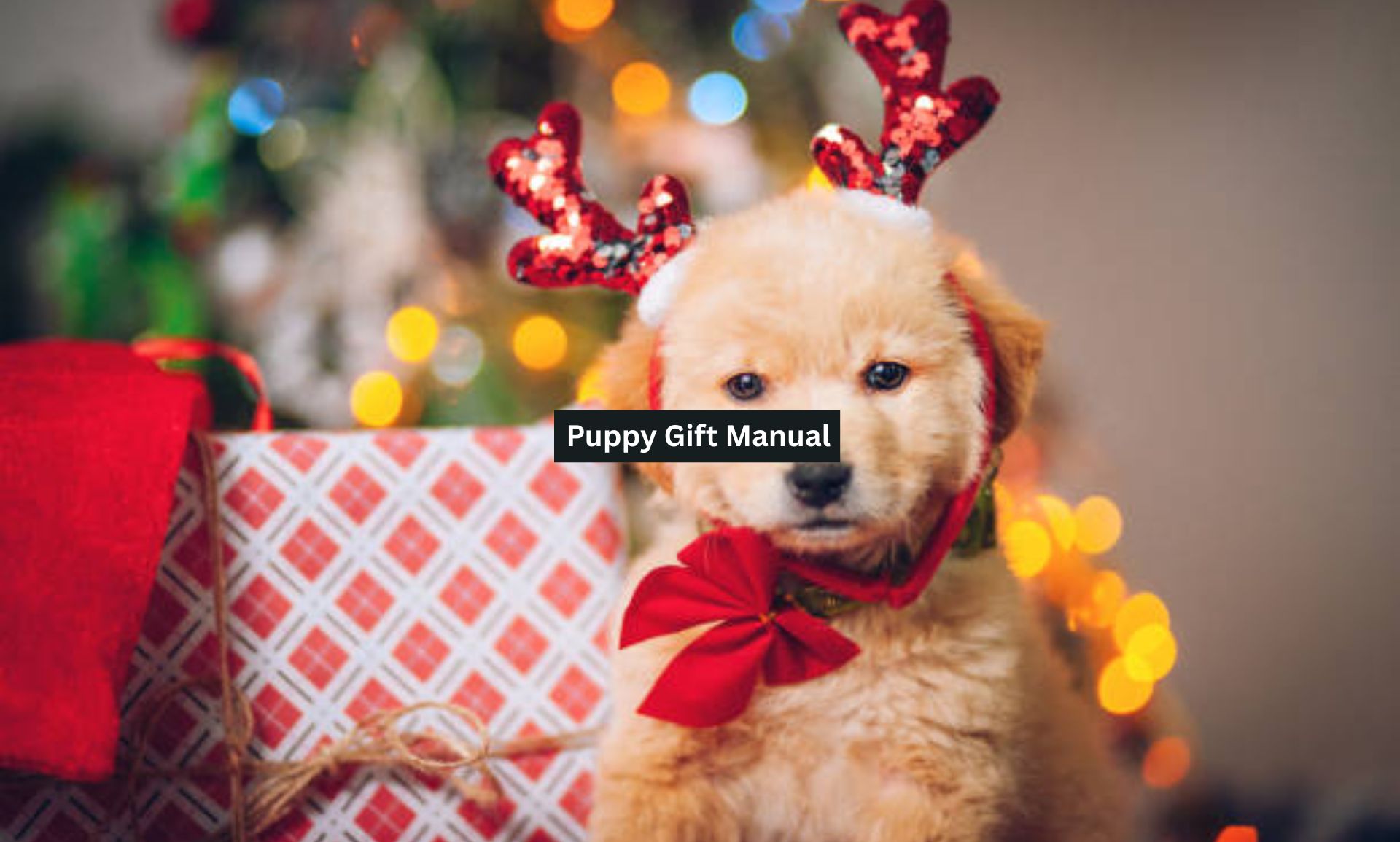 Puppy Gift